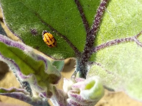 Che insetto ?   Pupa di Coccinellidae: cfr. Harmonia axyridis