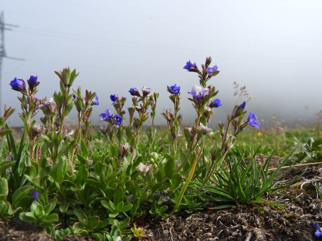 Veronica fruticans