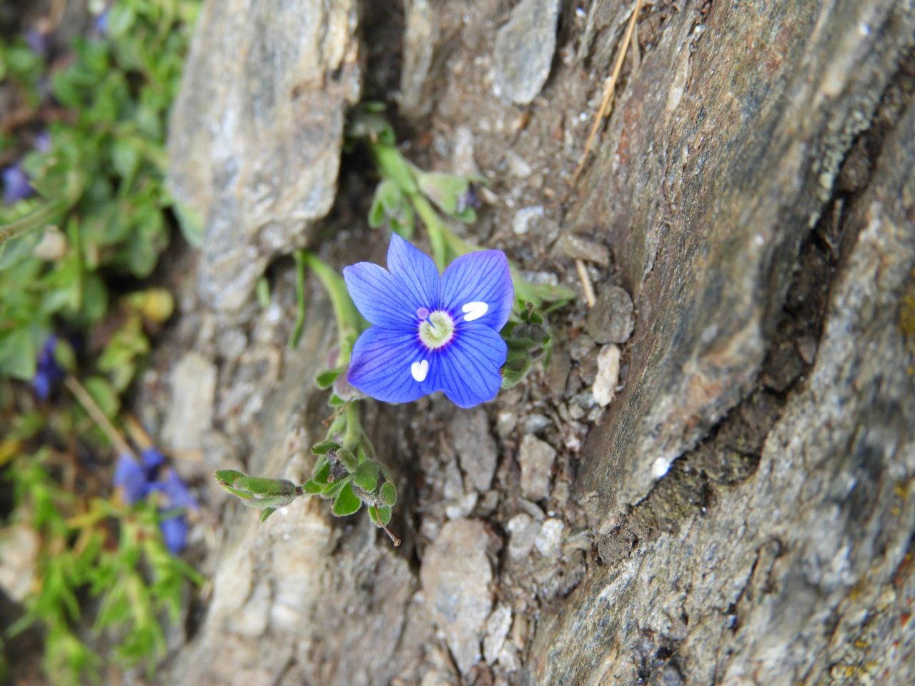 Veronica fruticans