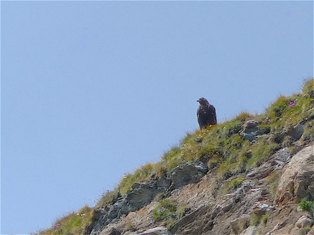 Il decollo dell''aquila (filmato e foto)