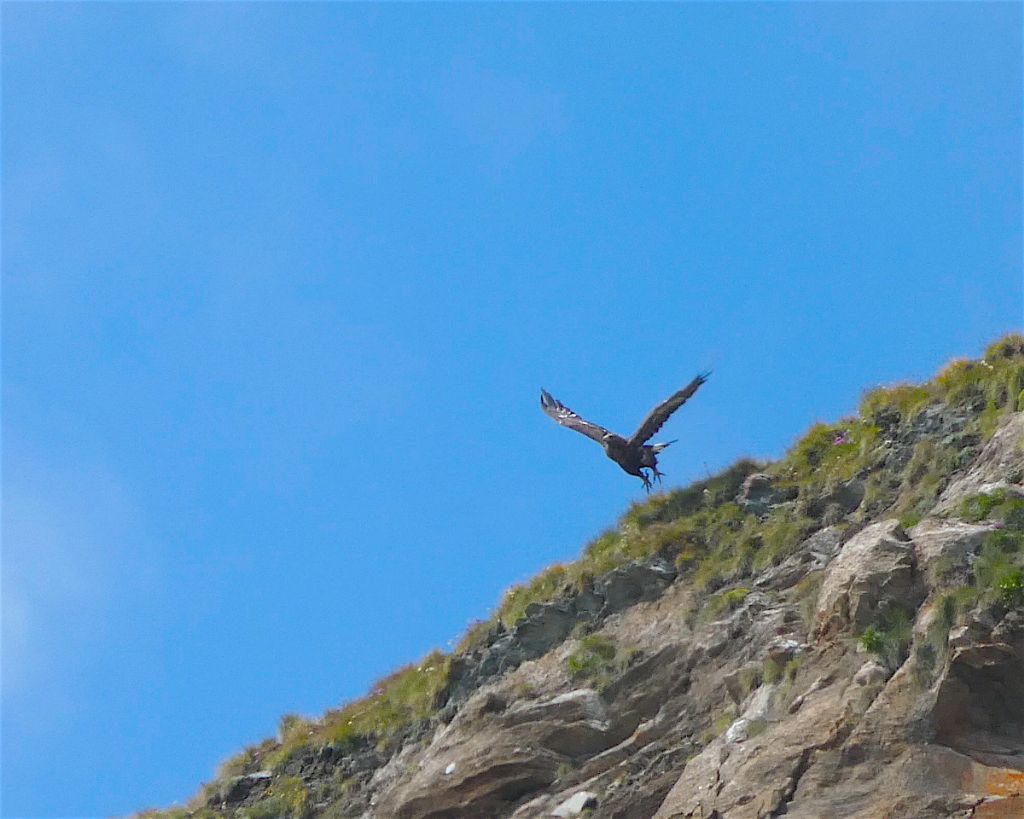 Il decollo dell''aquila (filmato e foto)