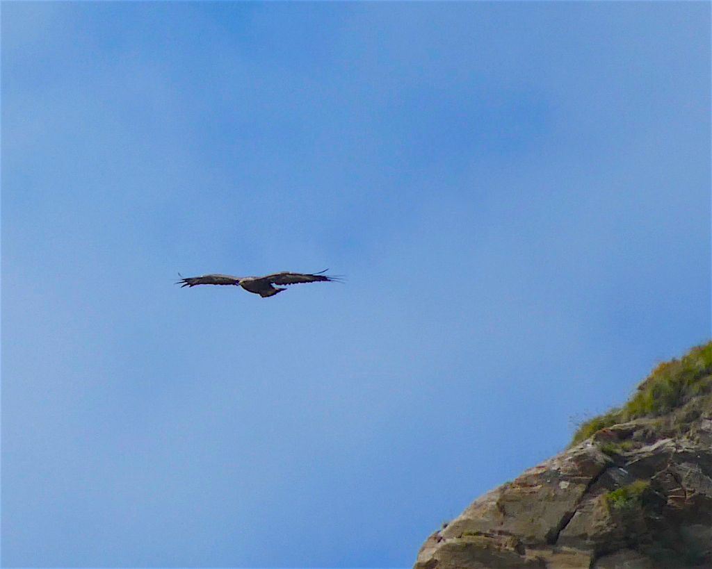 Il decollo dell''aquila (filmato e foto)