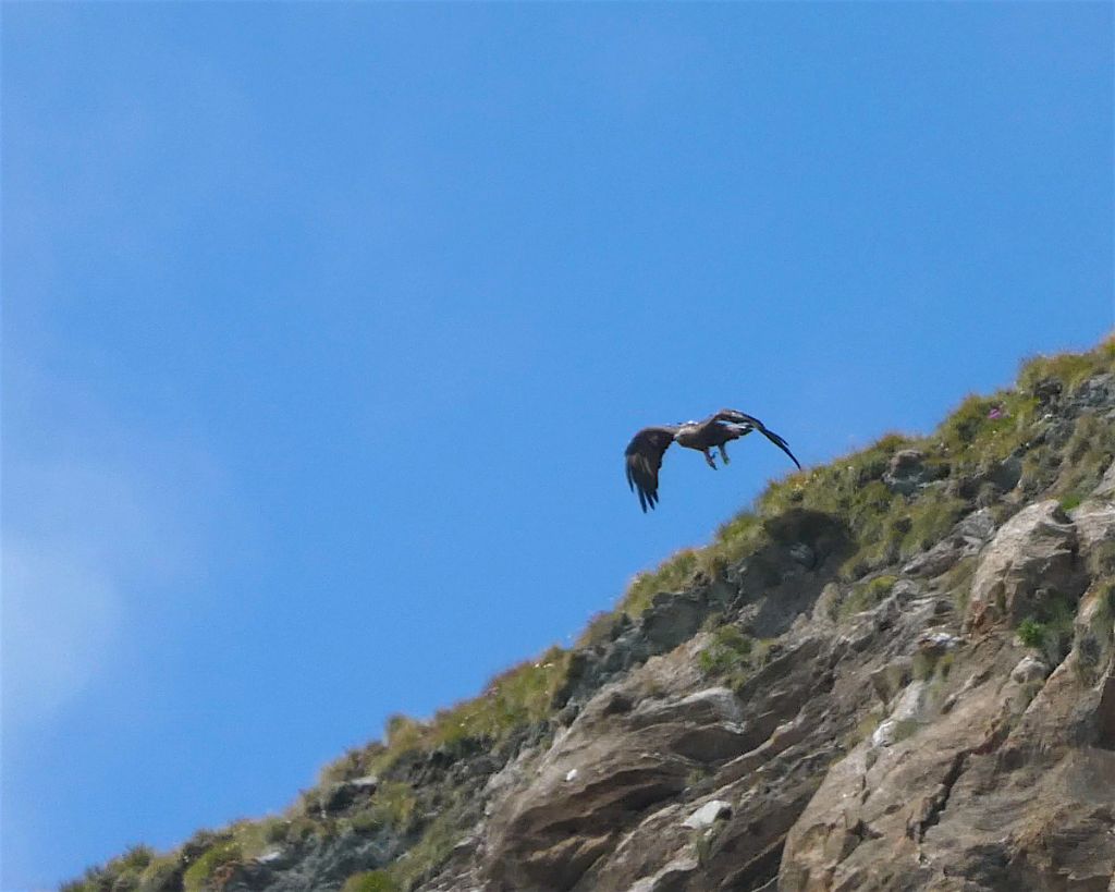 Il decollo dell''aquila (filmato e foto)