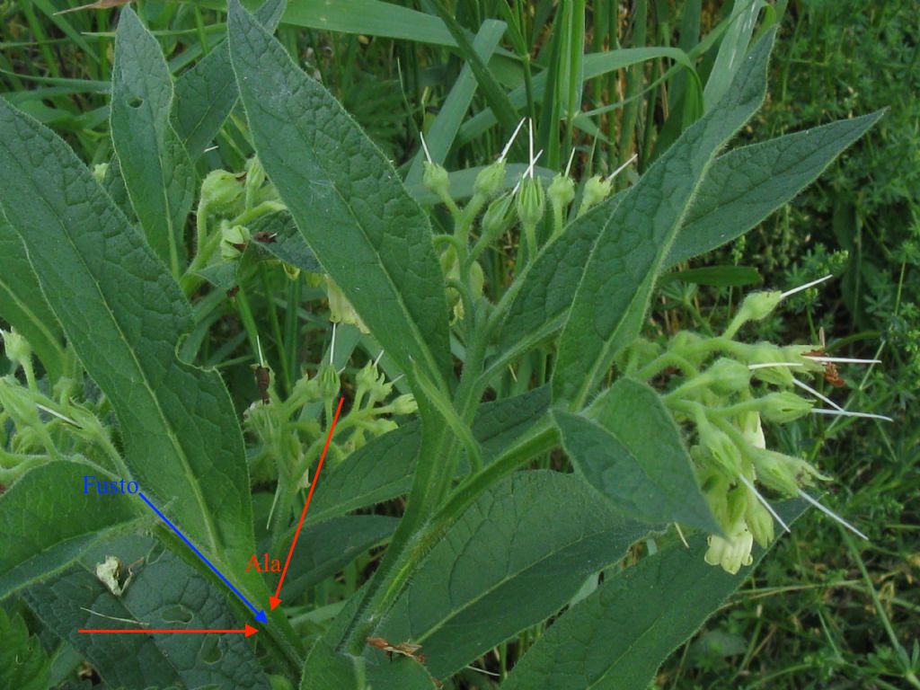 Symphytum tuberosum?  No! Symphytum officinale L.