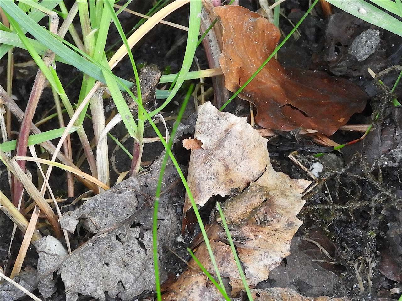 Piccoli anuri norvegesi - Bufo bufo