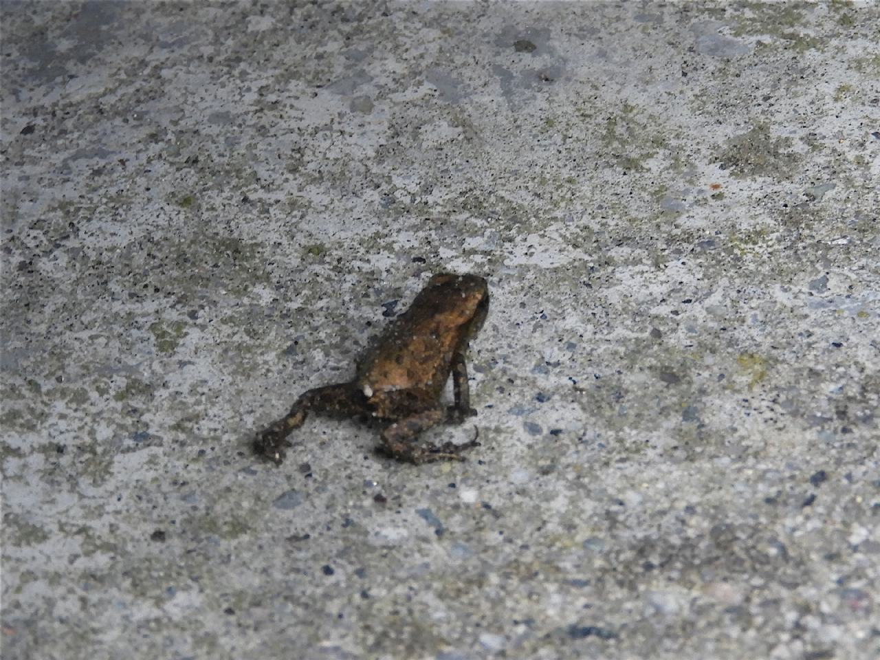 Piccoli anuri norvegesi - Bufo bufo