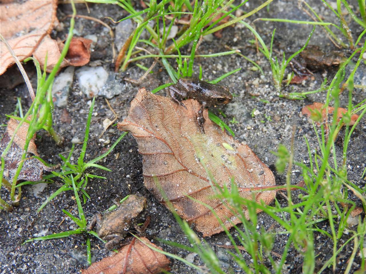 Piccoli anuri norvegesi - Bufo bufo