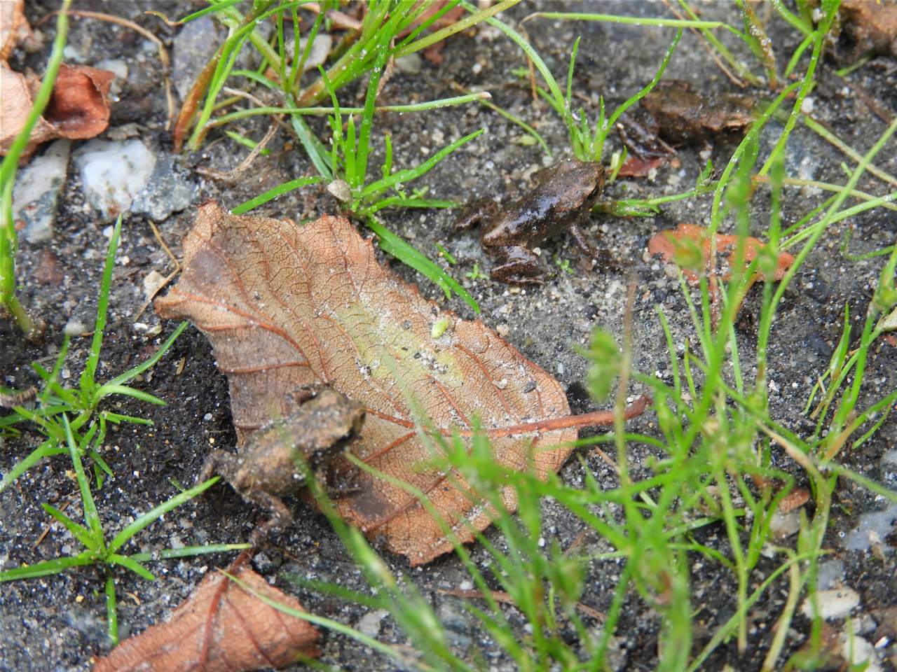 Piccoli anuri norvegesi - Bufo bufo