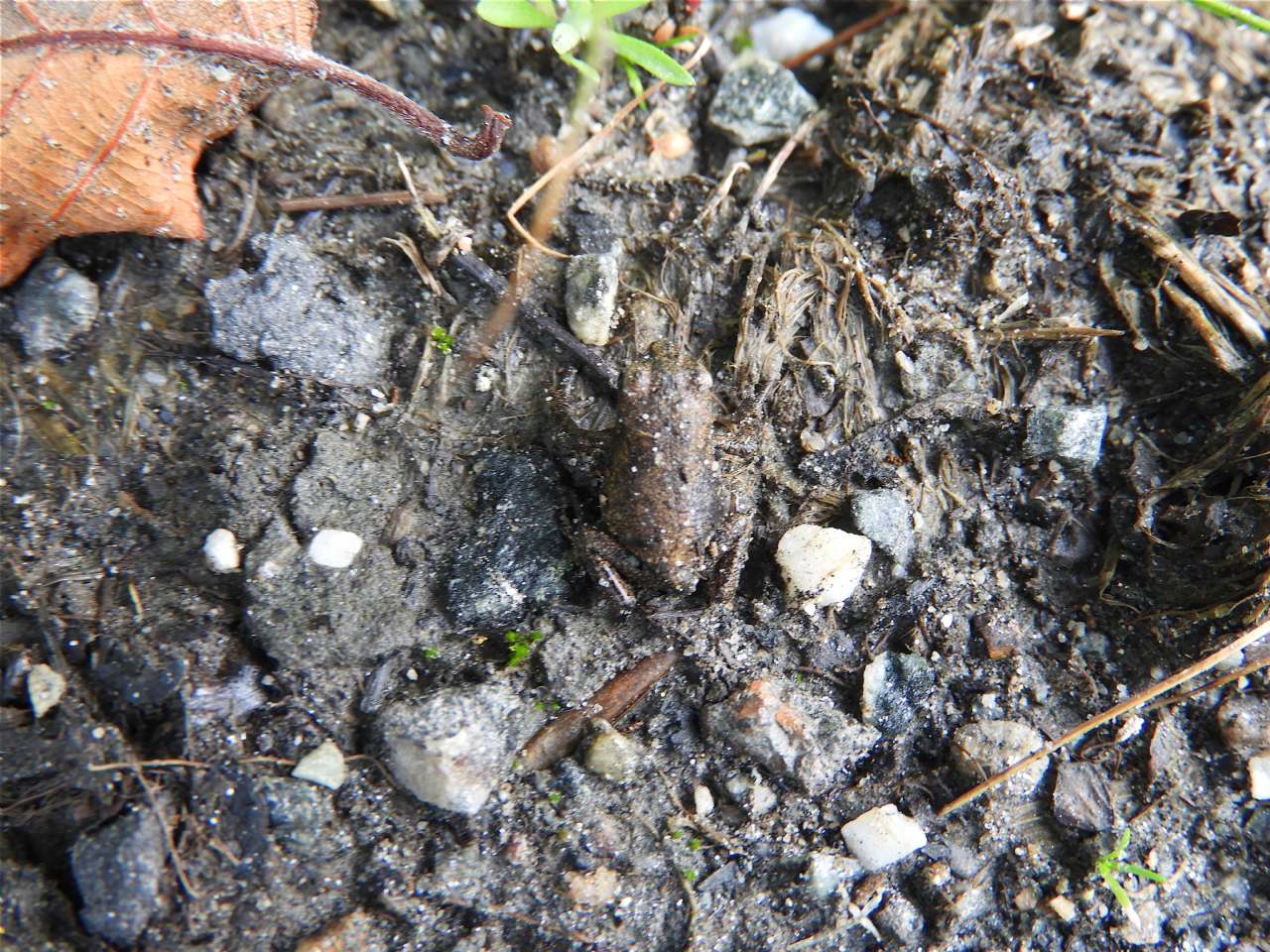 Piccoli anuri norvegesi - Bufo bufo