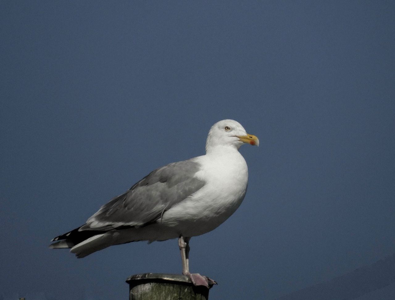 Gabbiano reale nordico...ed altri Laridae