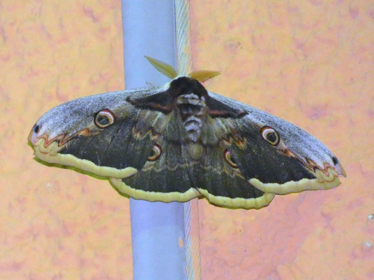 Saturnia pyri dalla Gallura