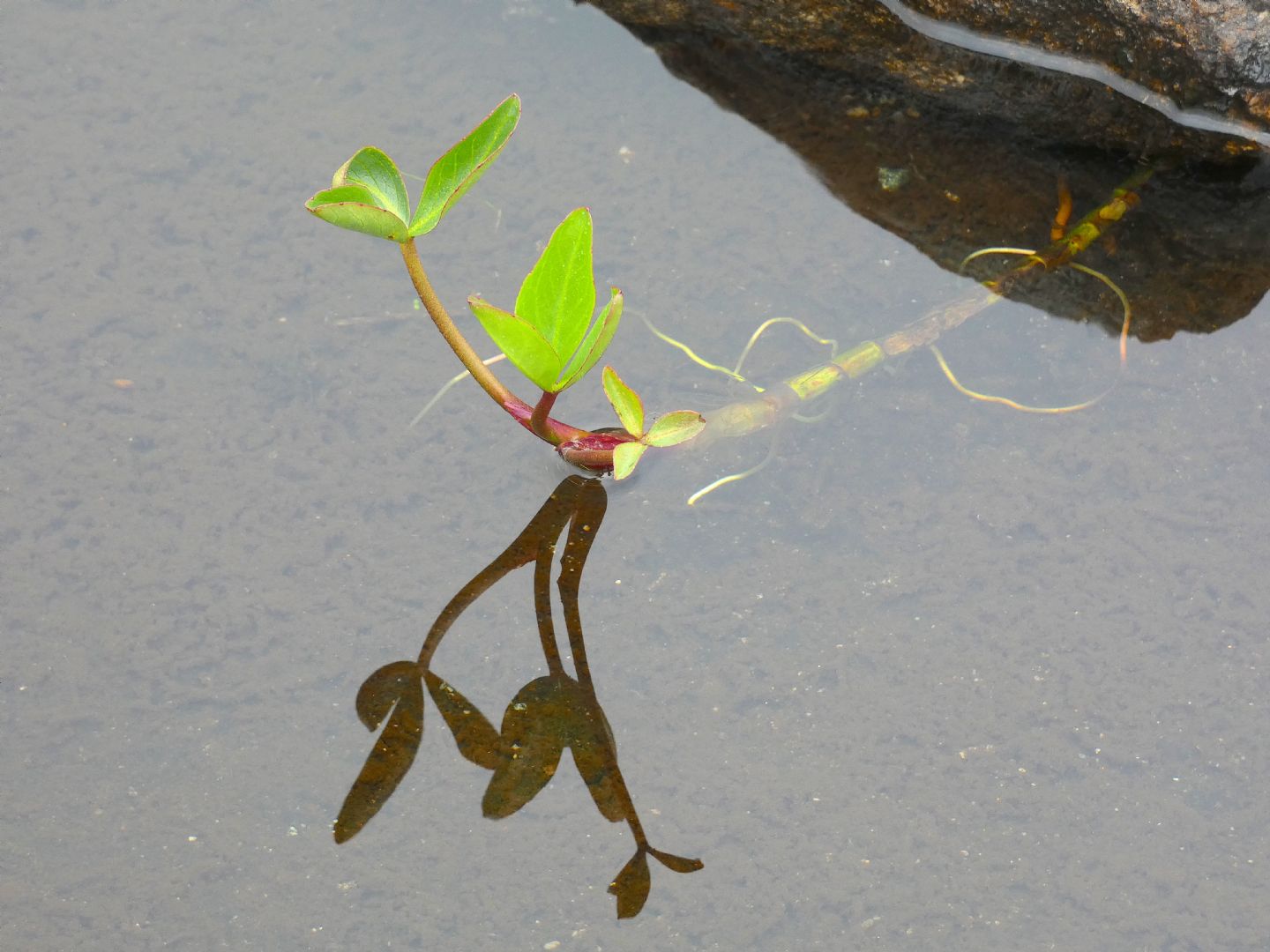 Menyanthes trifoliata (Menyanthaceae)