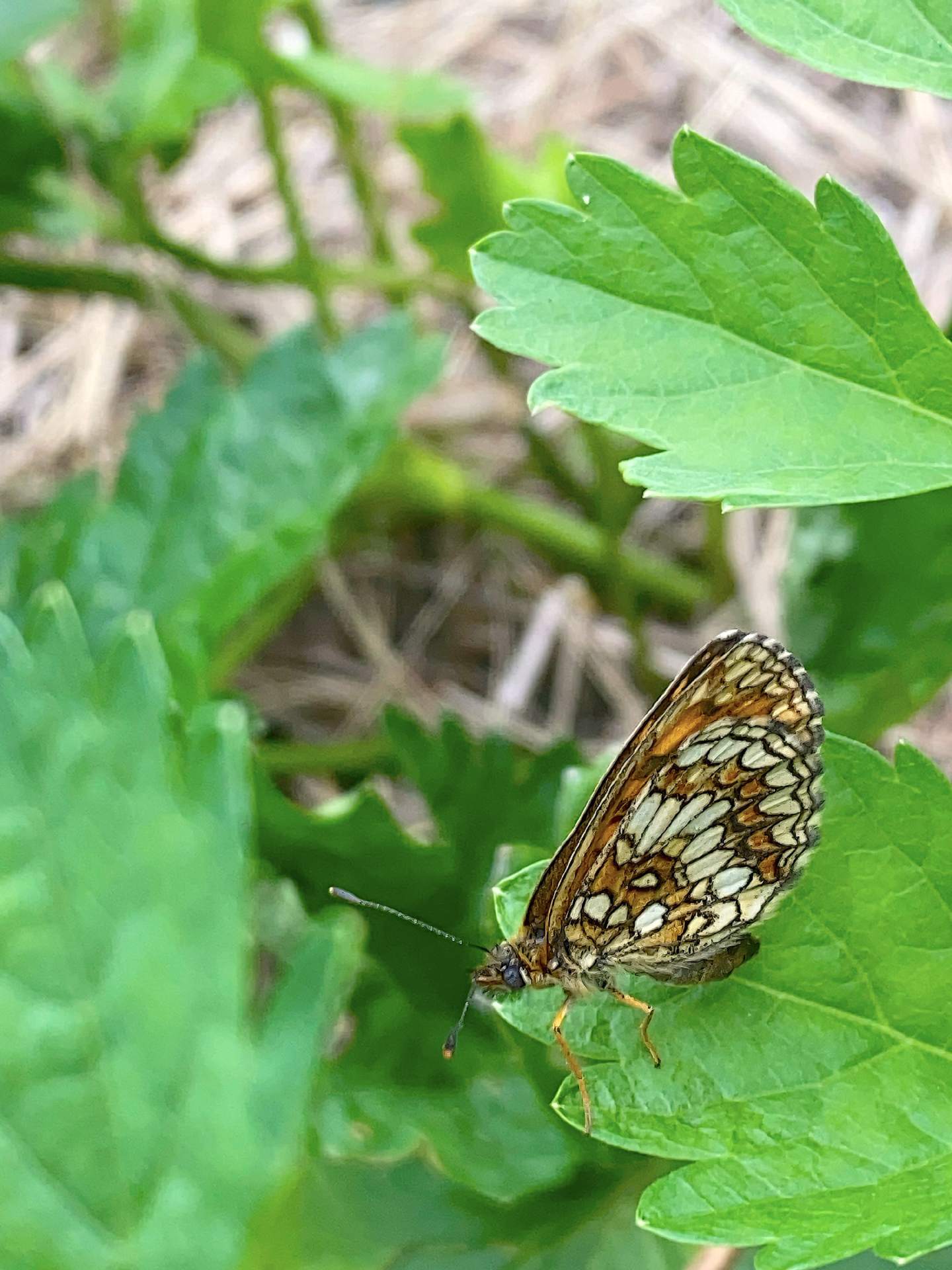 Melithaea athalia o Melithaea celadussa/nevadensis?