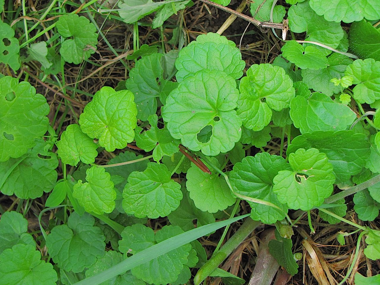 Nel sottobosco in Trentino - Glechoma hederacea