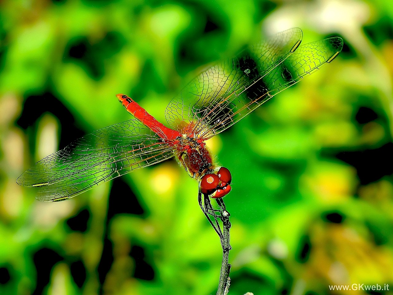 Rosso! (Sympetrum)