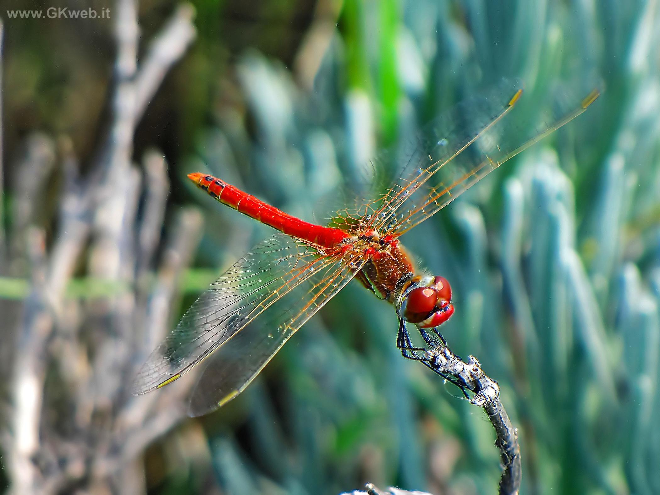 Rosso! (Sympetrum)