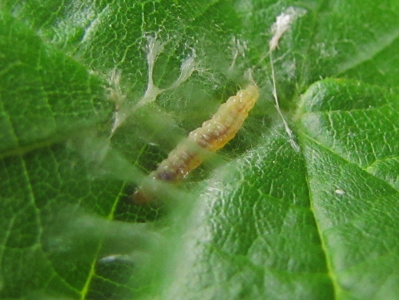 Bruco tessitore su nocciolo (filmato e foto): Tortricidae