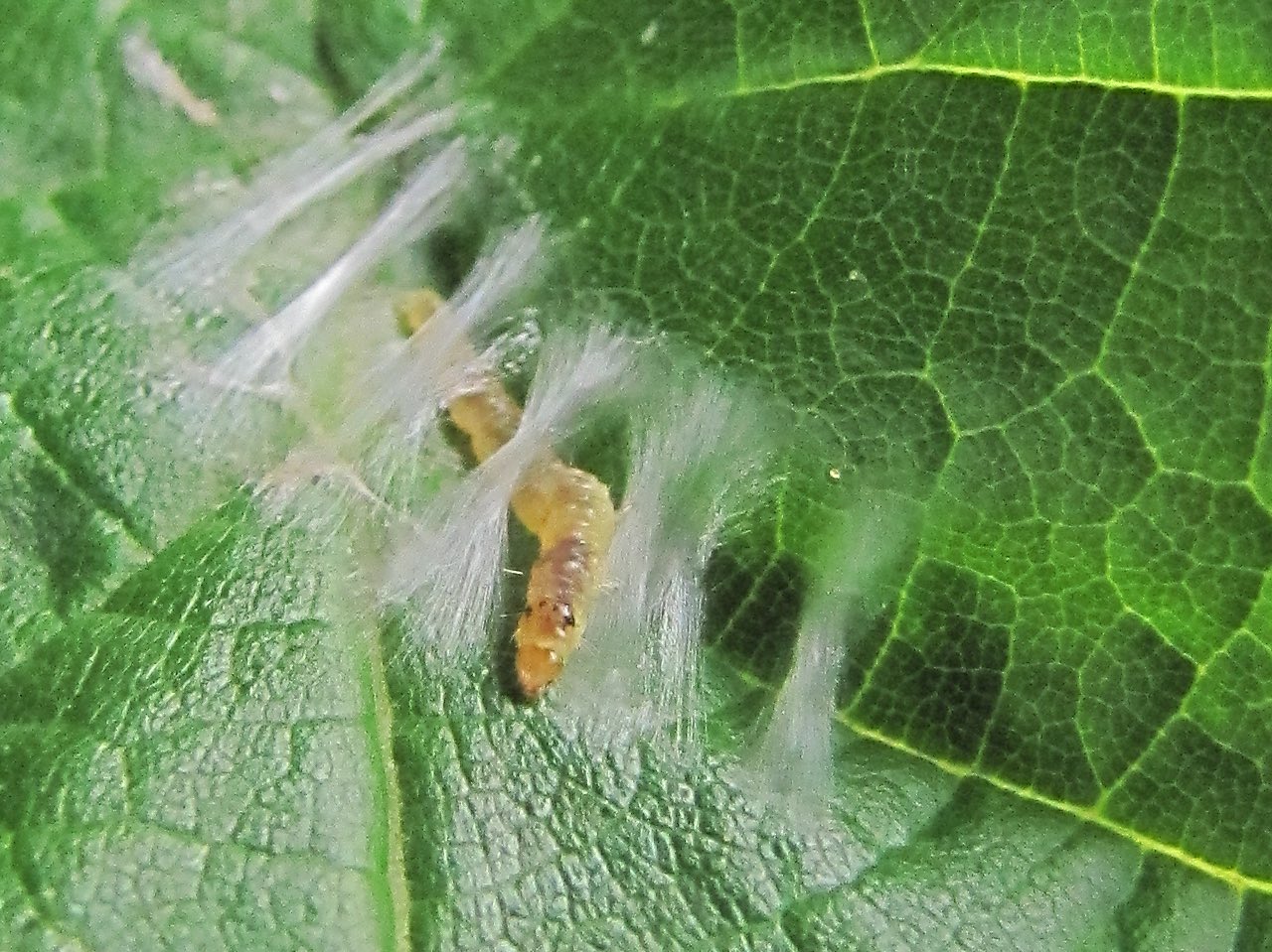 Bruco tessitore su nocciolo (filmato e foto): Tortricidae