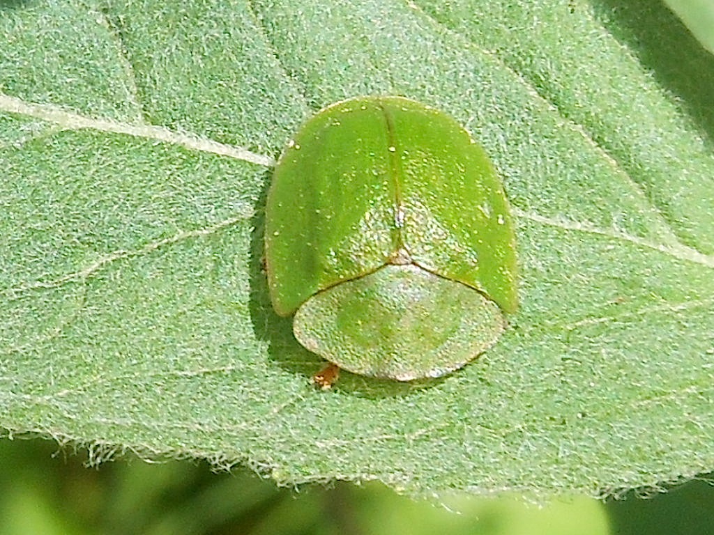 Come uno scudetto verde su una foglia - Cassida sp.