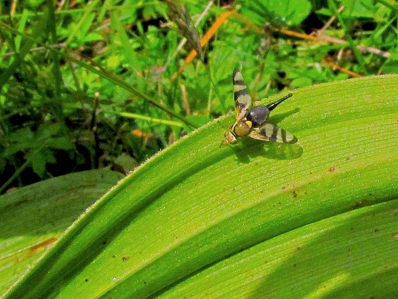 Conferma: Rhagoletis cerasi, Tephritidae? No, Urophora sp.