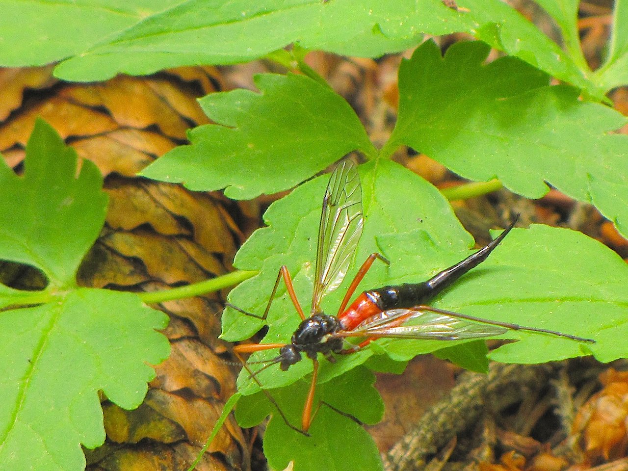 Tipulidae rosso e nero dalle Alpi