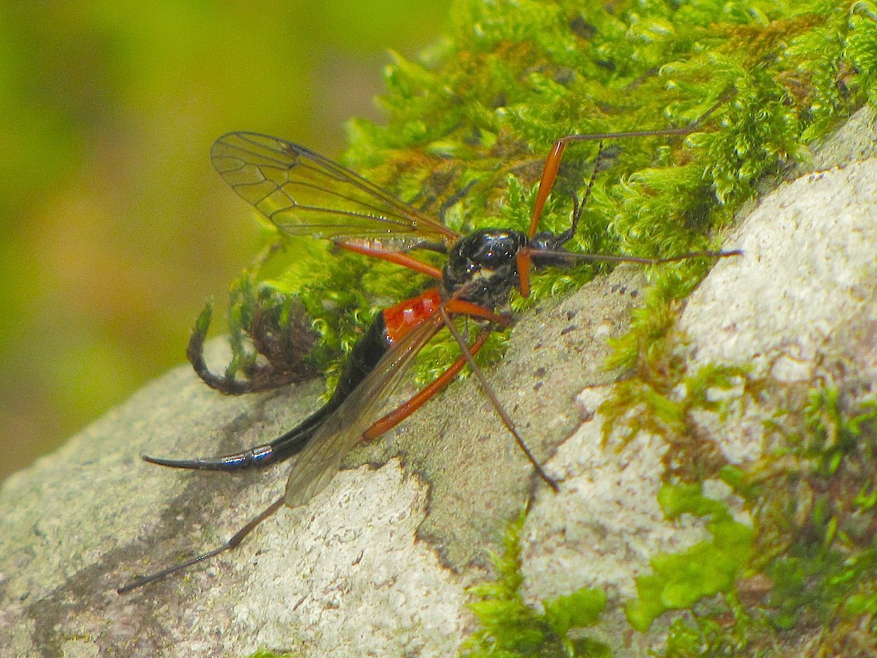 Tipulidae rosso e nero dalle Alpi