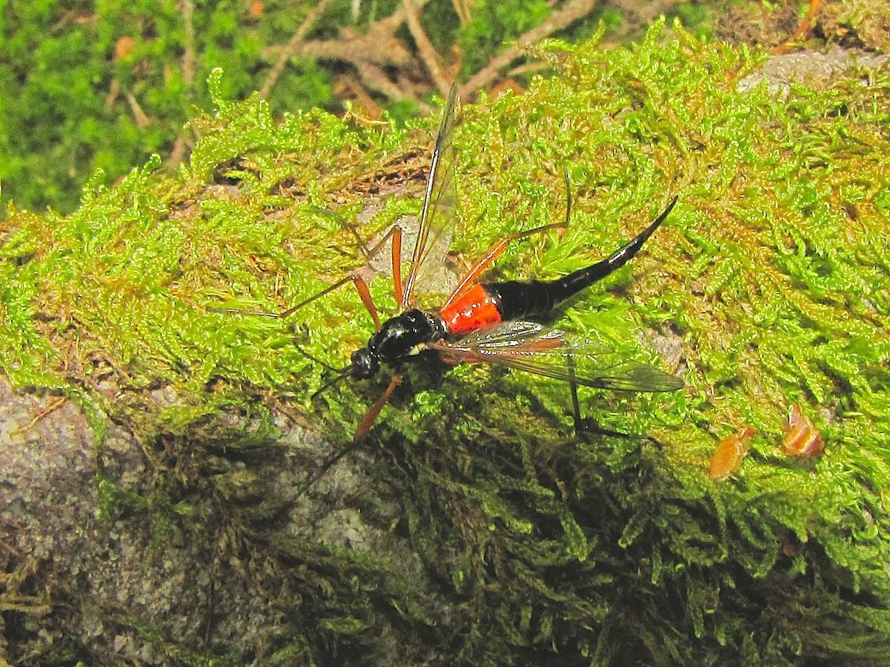 Tipulidae rosso e nero dalle Alpi