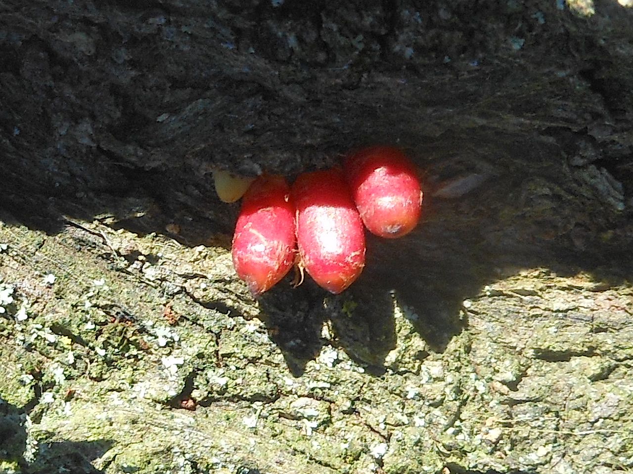 Cerambycidae: Aromia moschata