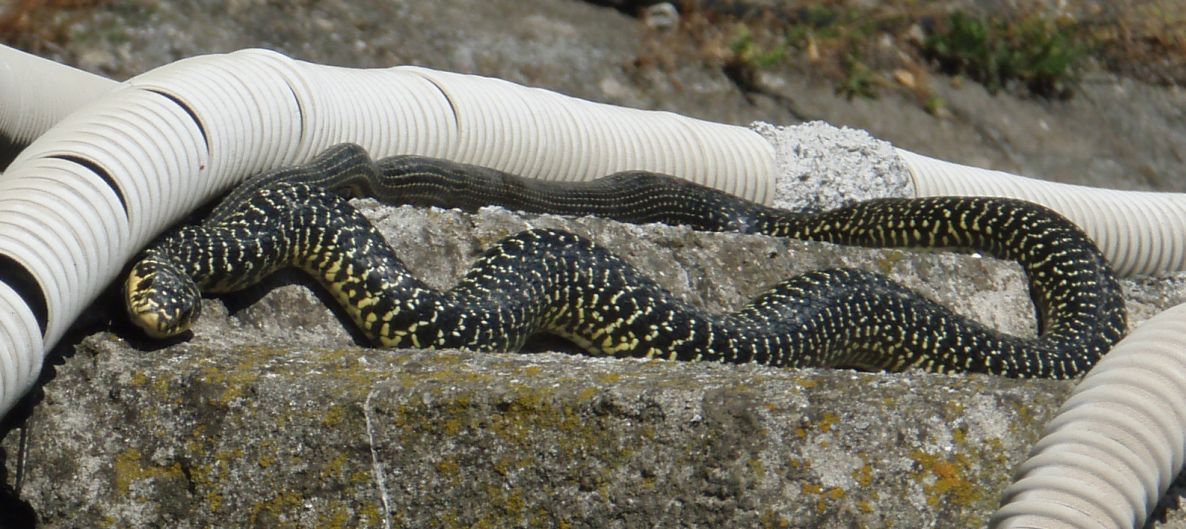 Un signor bestione vero viridiflavus