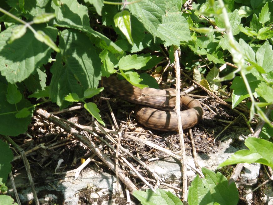 Video Vipera aspis