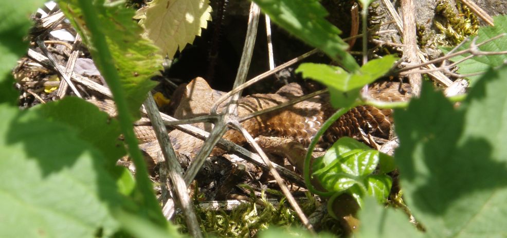 Video Vipera aspis