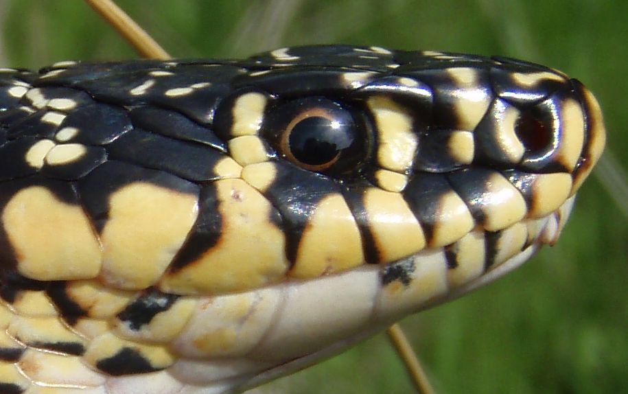 Un signor bestione vero viridiflavus