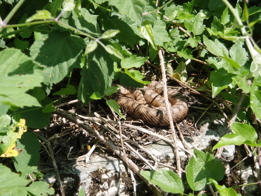 Video Vipera aspis