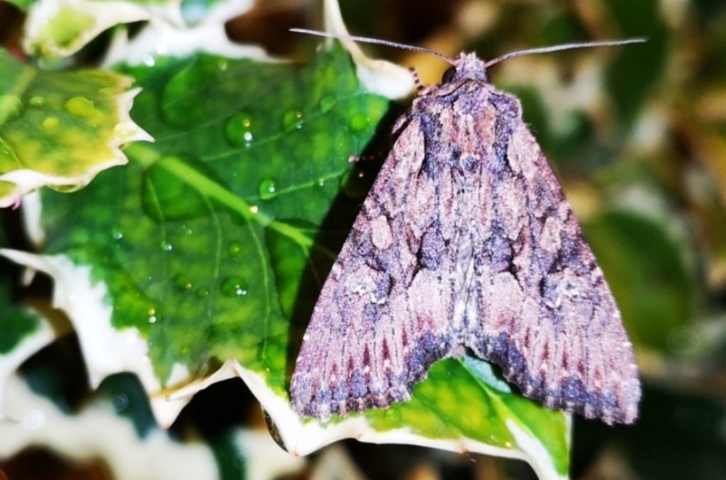 Mniotype solieri - Noctuidae