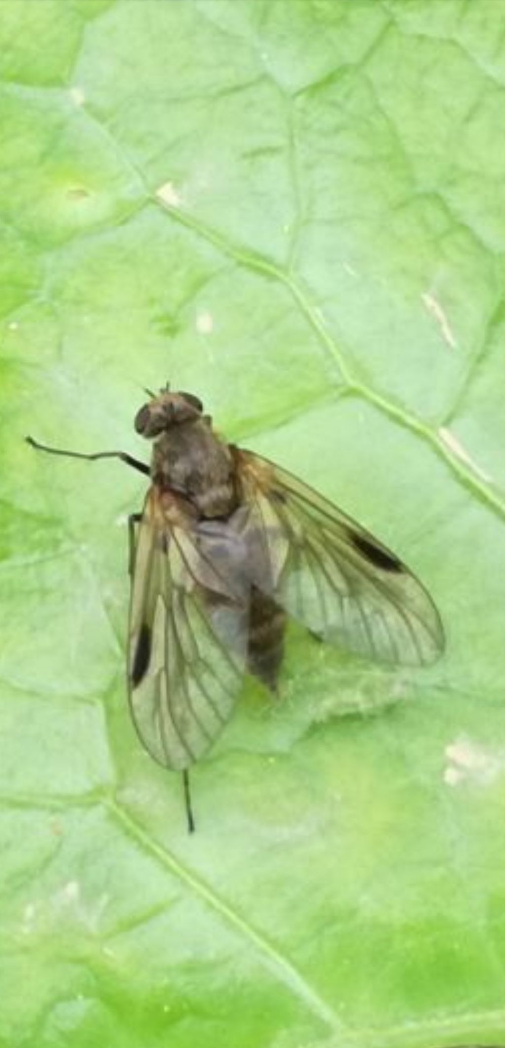 Rhagionidae:  Chrysopilus?  S, Chrysopilus cfr. splendidus,  femmina