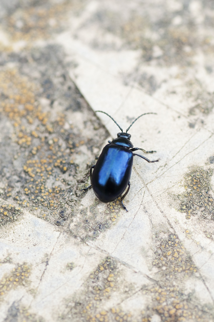 Agelastica alni - Chrysomelidae