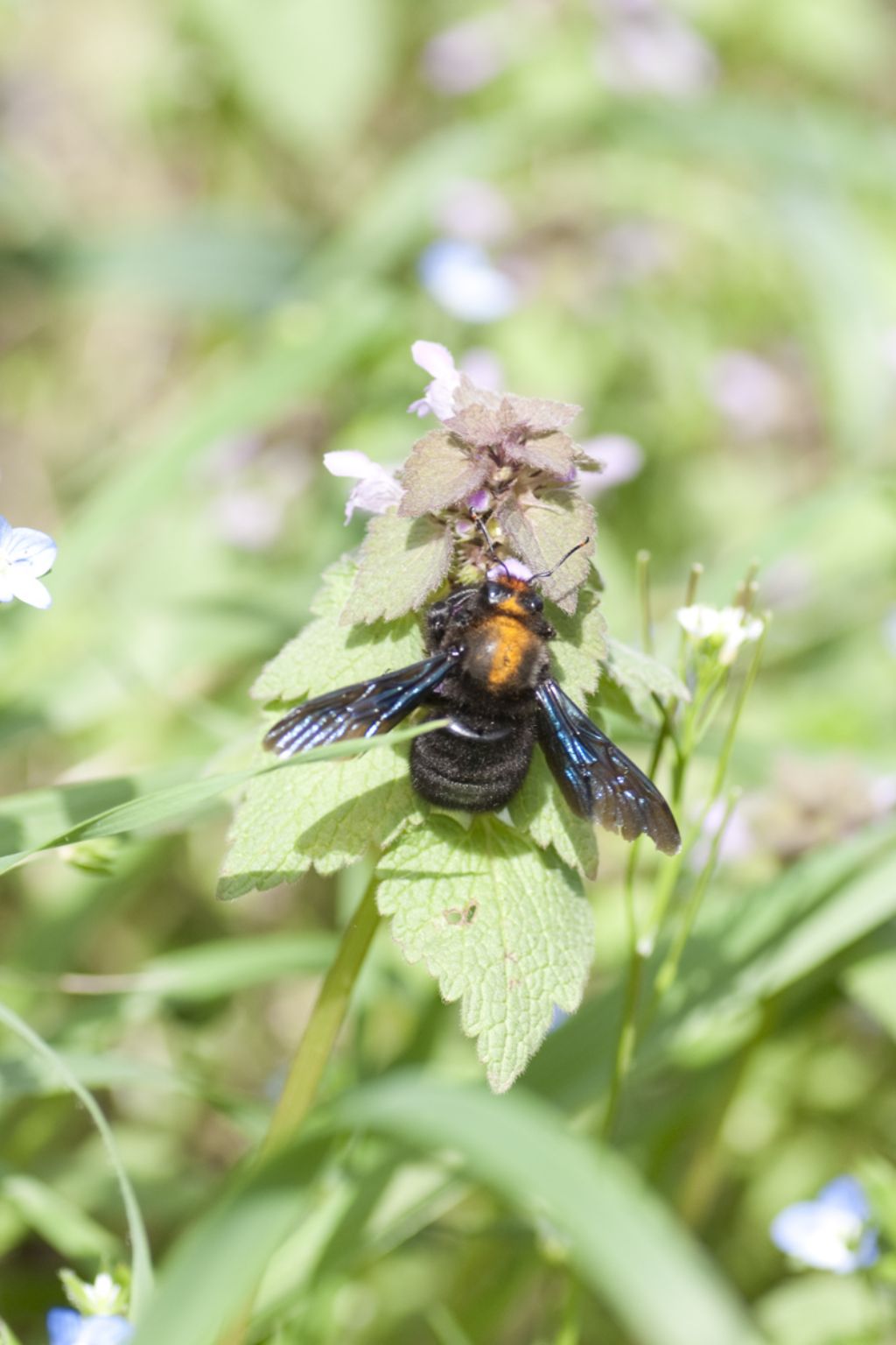 Apidae da id