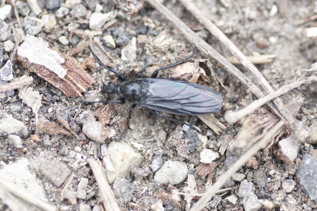 Dittero - Bibionidae?