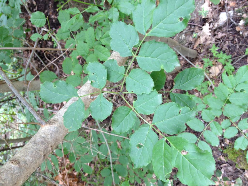 Fraxinus ornus