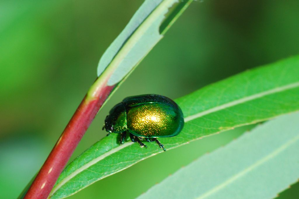 Chrysomelidae?  S, Chrysolina cfr. herbacea