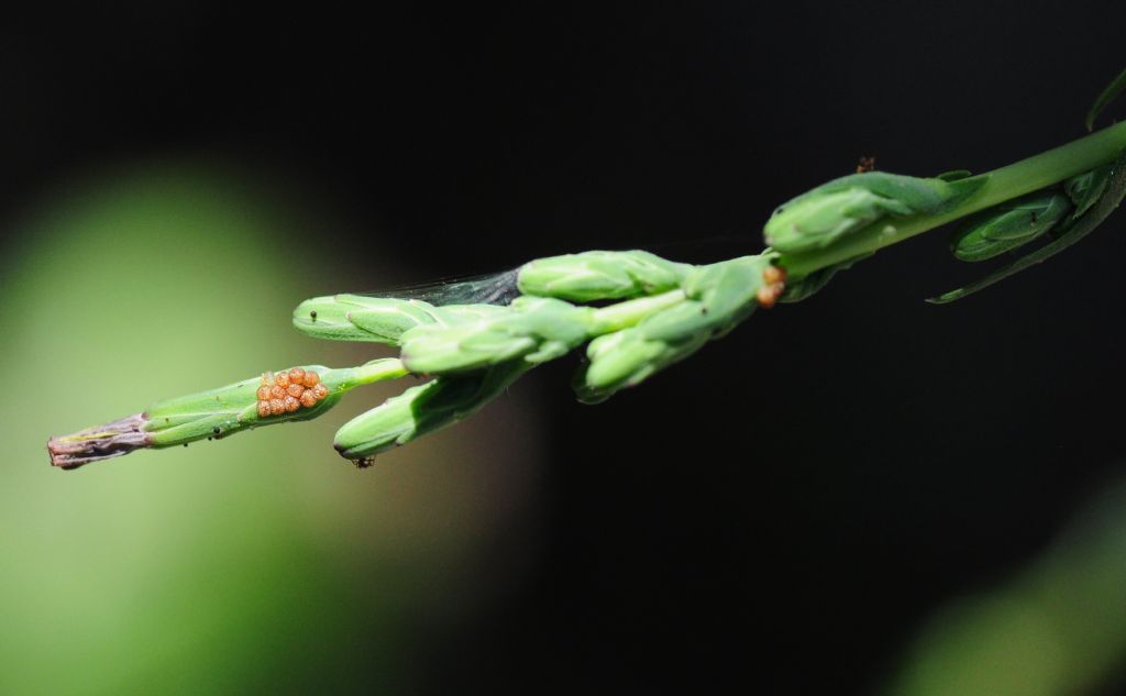 Uova su tarassaco: sono di lepidottero?