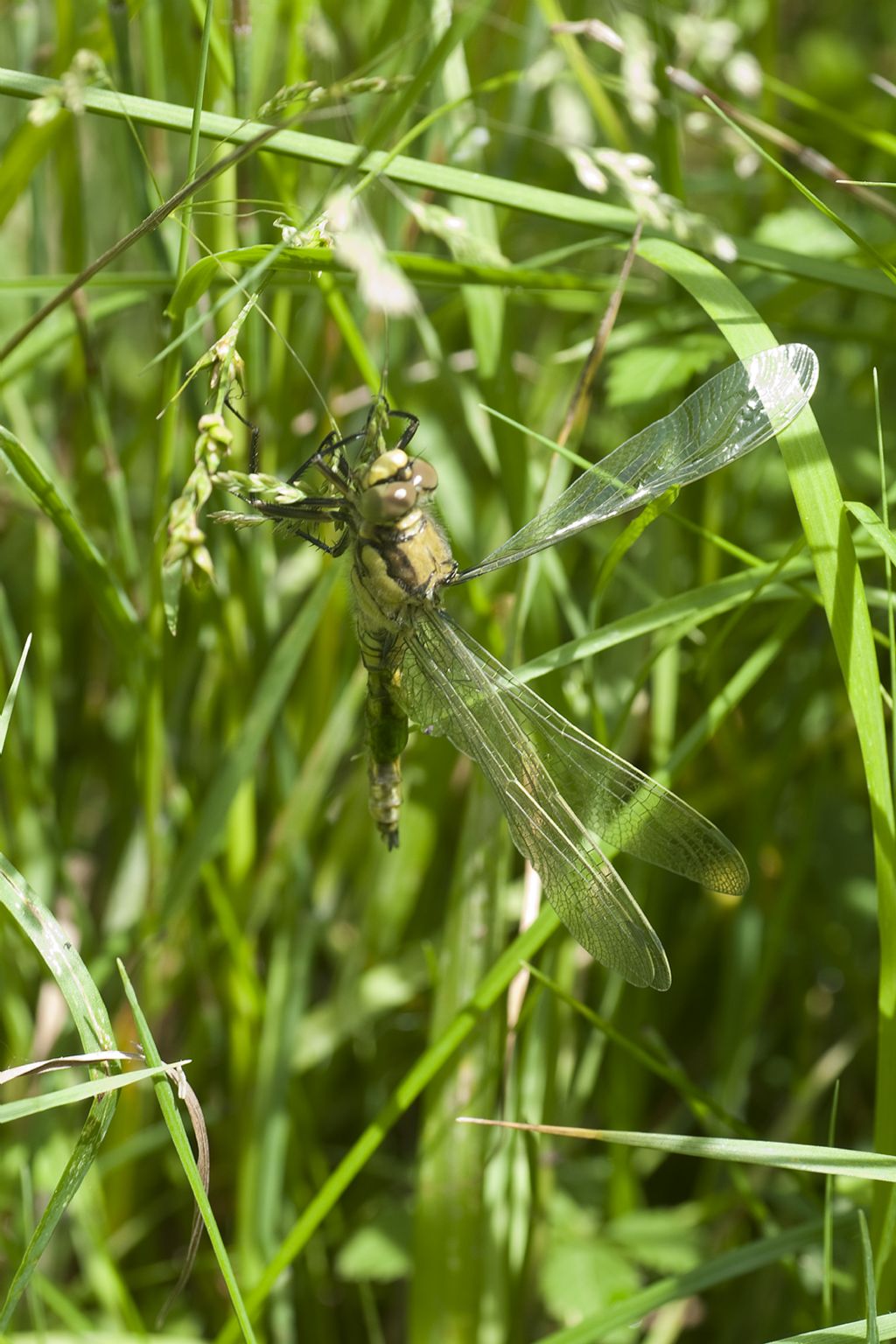 strana libellula... malformata o cosa?