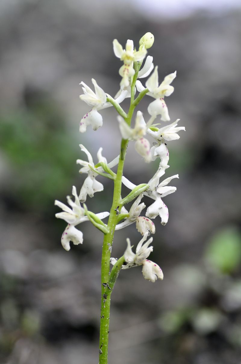 Orchidea bianca da Id