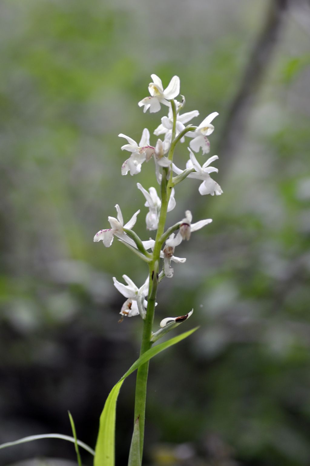 Orchidea bianca da Id