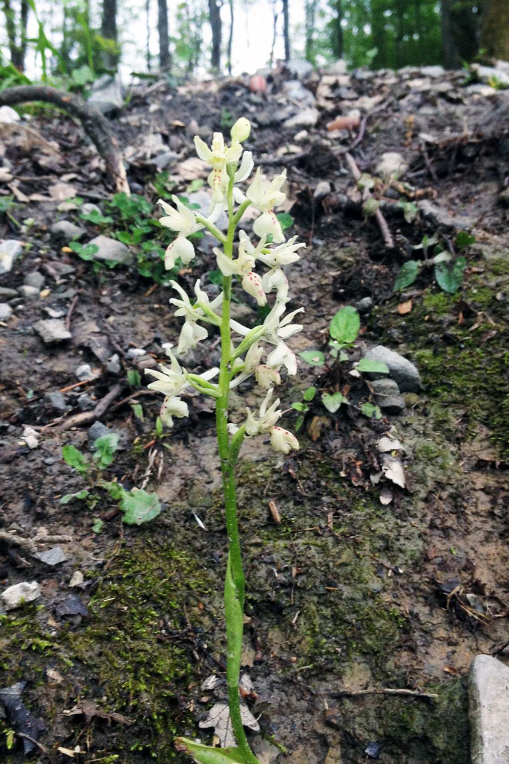 Orchidea bianca da Id