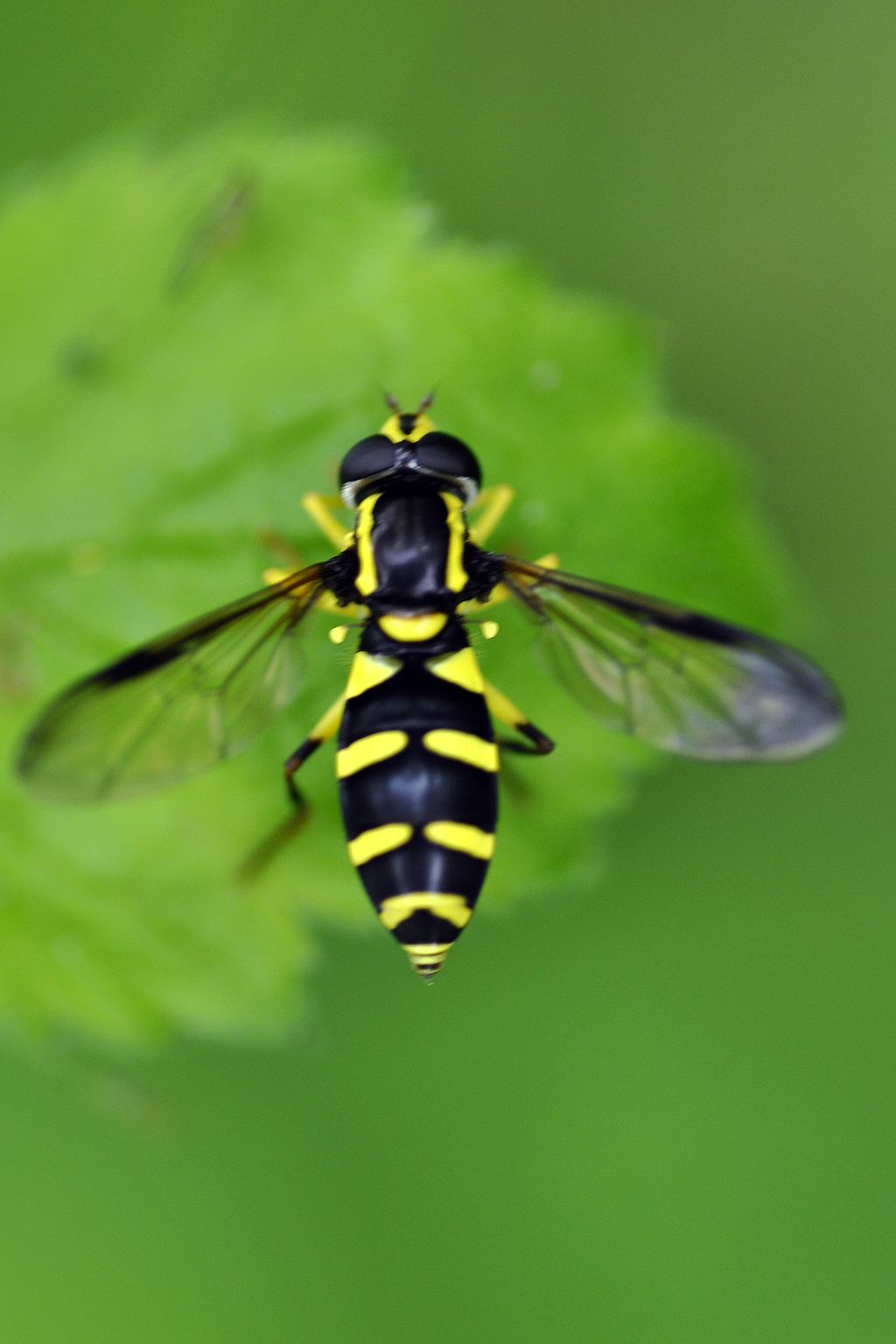 syrphidae da id