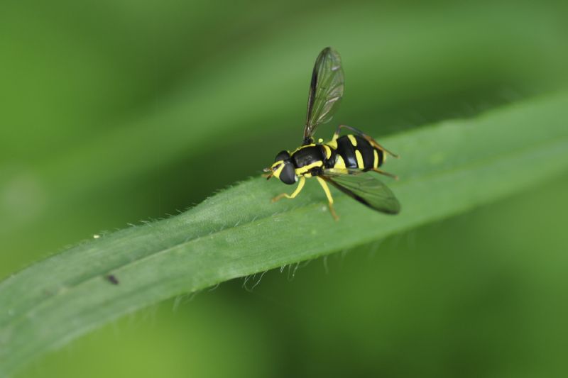 syrphidae da id