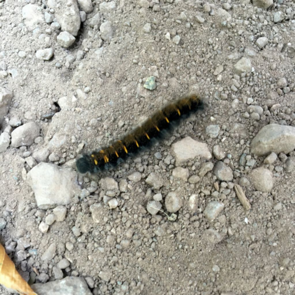 bruco - Macrothylacia rubi, Lasiocampiidae