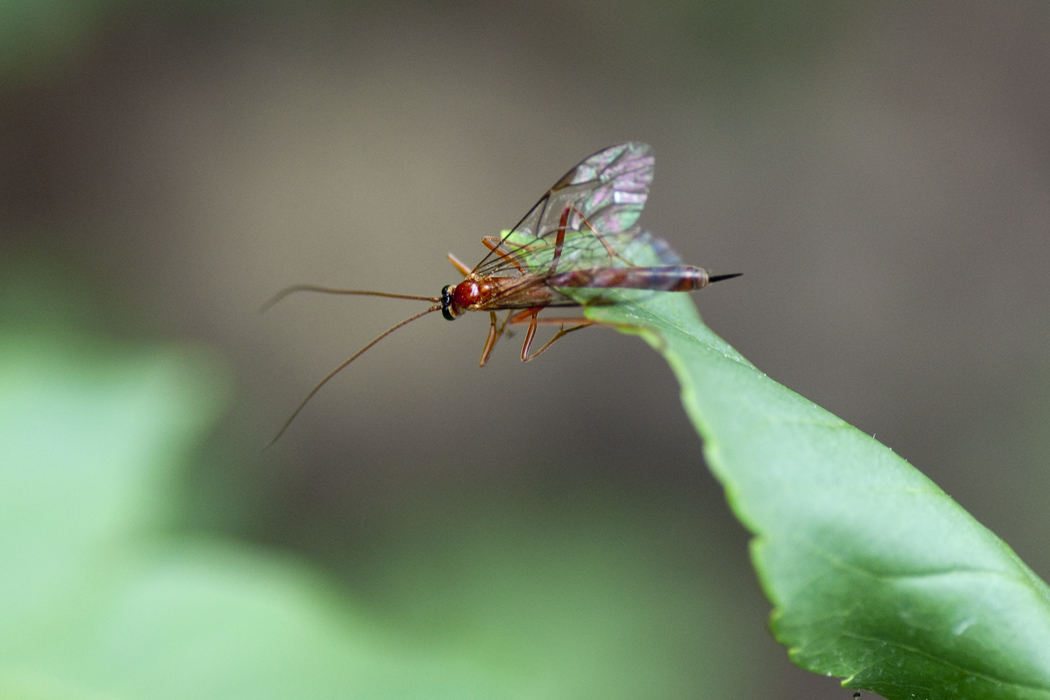 Ichneumonidae? S. Probabile Netelia sp.