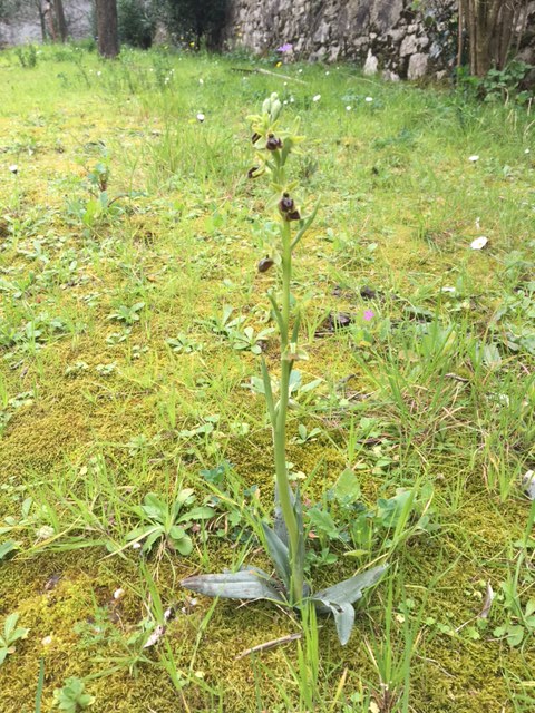 Ophrys sphegodes